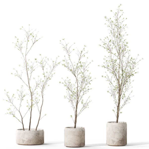 Plants collection 1105