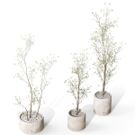 Plants collection 1105