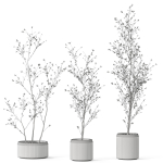 Plants collection 1105