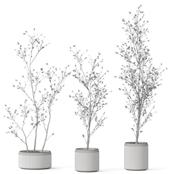 Plants collection 1105