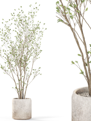 Plants collection 1106