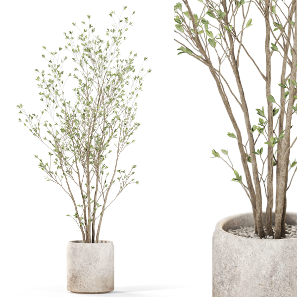 Plants collection 1106