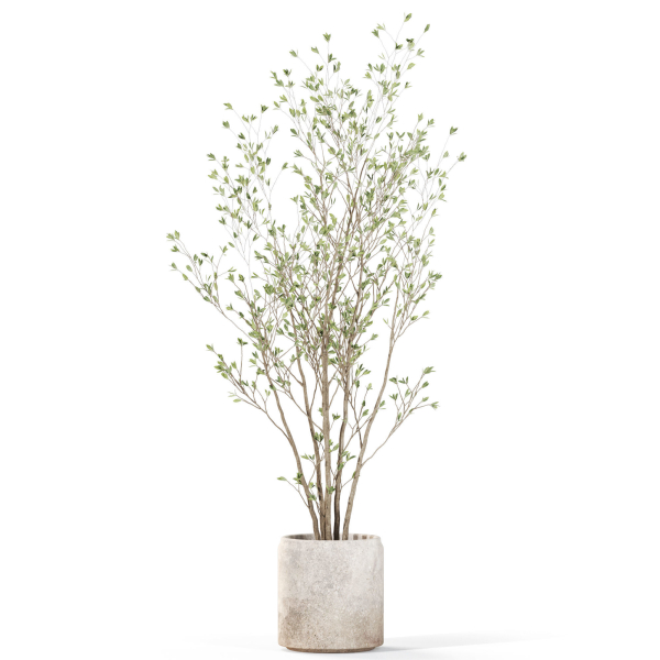 Plants collection 1106