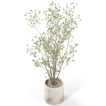 Plants collection 1106