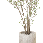 Plants collection 1106