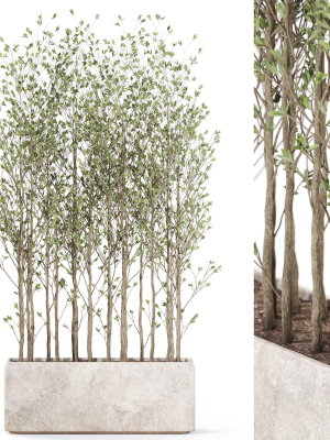 Plants collection 1107