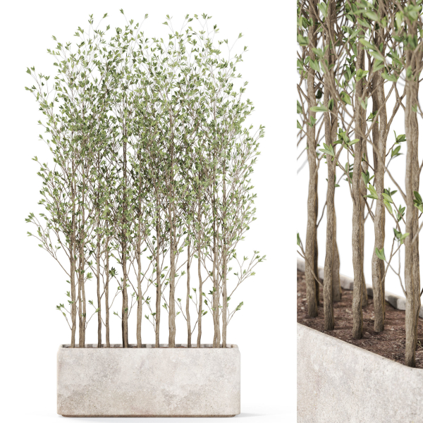 Plants collection 1107