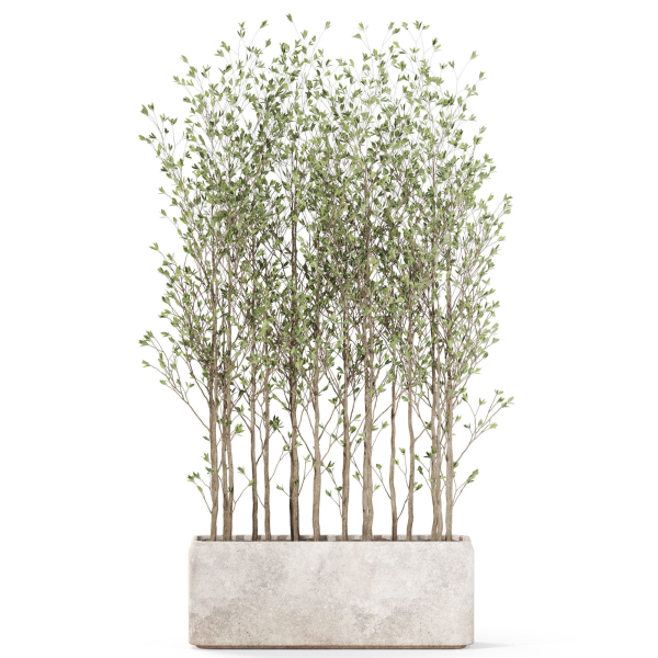 Plants collection 1107