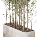 Plants collection 1107