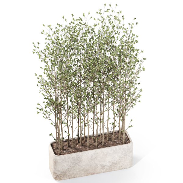 Plants collection 1107
