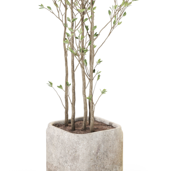 Plants collection 1108
