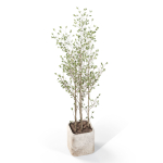 Plants collection 1108