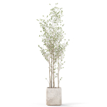 Plants collection 1108