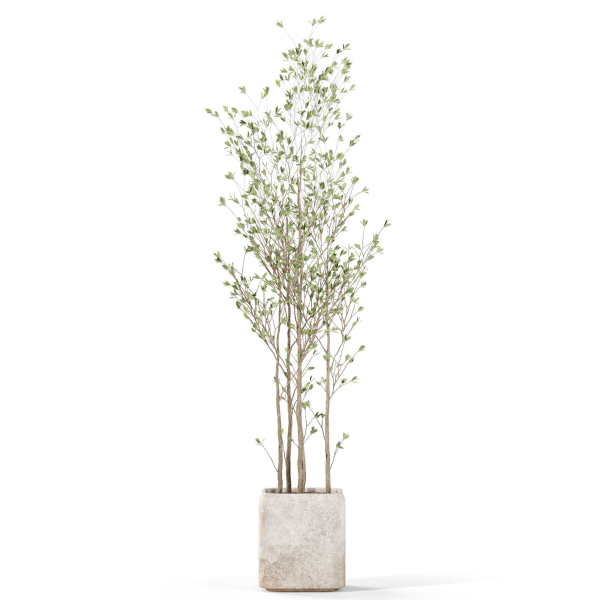 Plants collection 1108