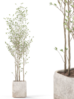 Plants collection 1108