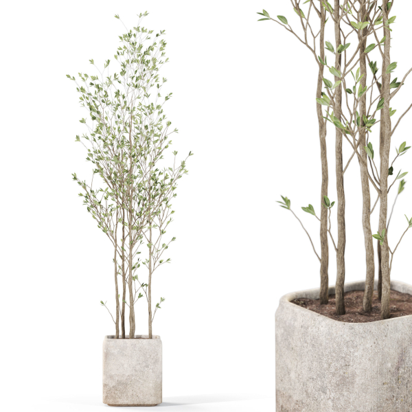 Plants collection 1108