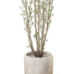 Plants collection 1109