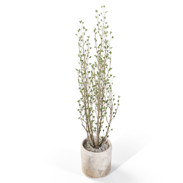 Plants collection 1109
