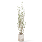 Plants collection 1109
