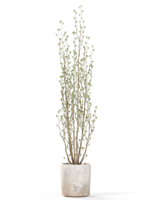 plants-collection-1109-3d-model-c66439bb66