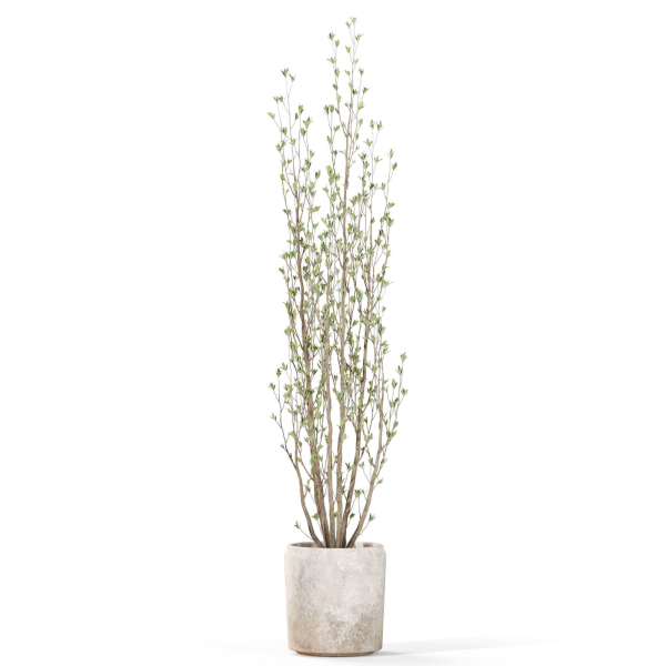 Plants collection 1109