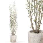 Plants collection 1109