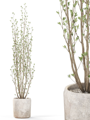 Plants collection 1109