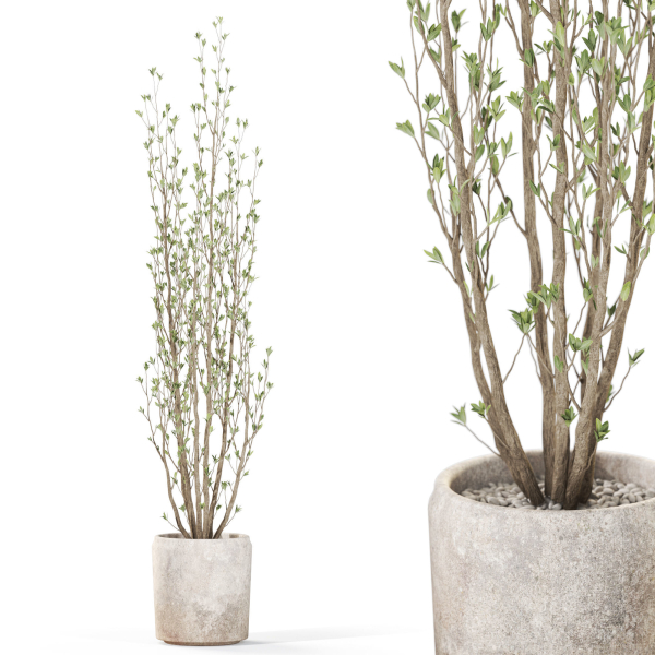 Plants collection 1109