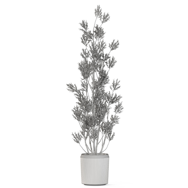 Plants collection 1110