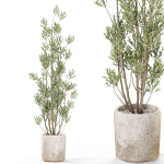 Plants collection 1110
