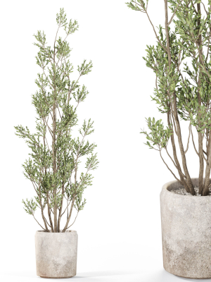Plants collection 1110