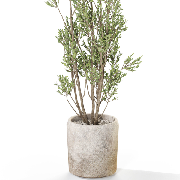 Plants collection 1110