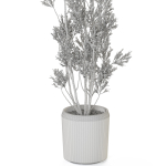 Plants collection 1110