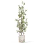 Plants collection 1110