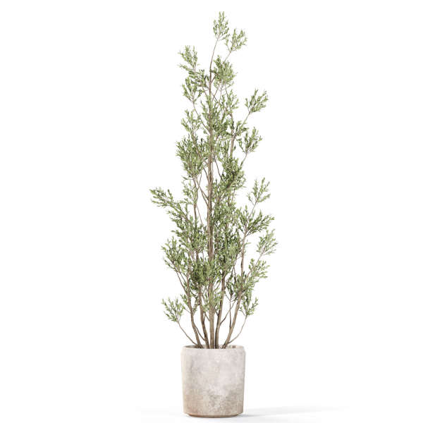 Plants collection 1110