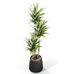 Plants collection 1111