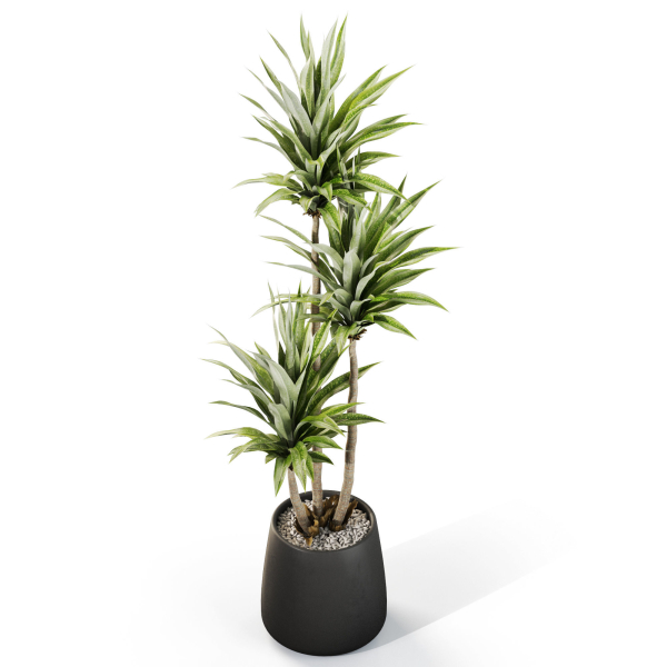 Plants collection 1111