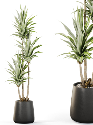 Plants collection 1111