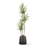 Plants collection 1111