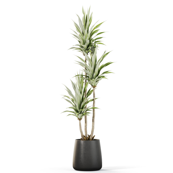 Plants collection 1111