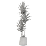 Plants collection 1111