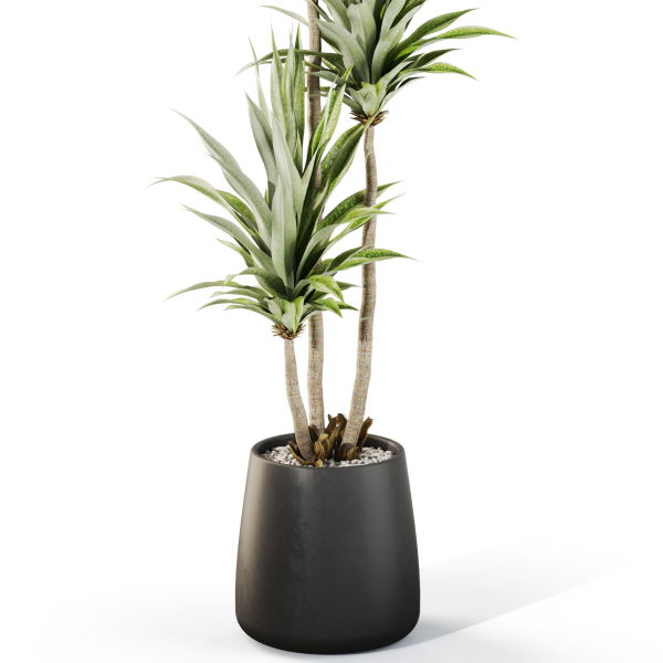 Plants collection 1111