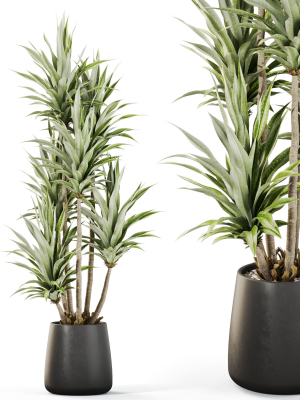 Plants collection 1112