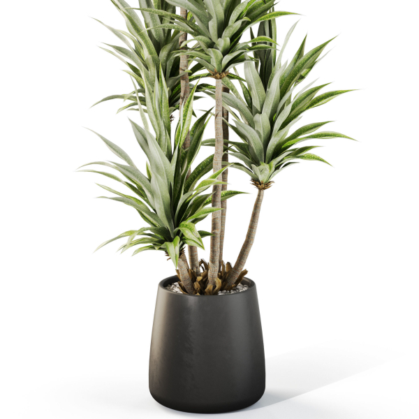 Plants collection 1112
