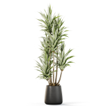 Plants collection 1112