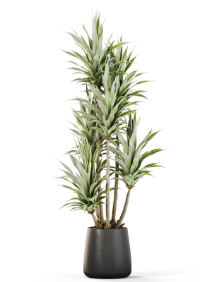 plants-collection-1112-3d-model-fecb208fb2