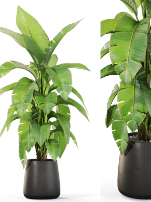 Plants collection 1113