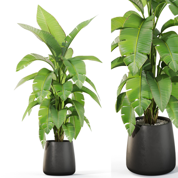 Plants collection 1113