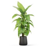 Plants collection 1113