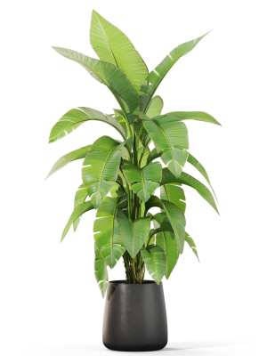 plants-collection-1113-3d-model-0a5b99f37e